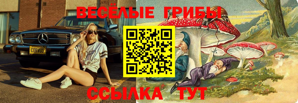 Псилоцибиновые грибы Psilocybe Славянск-на-Кубани